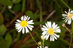 Early whitetop fleabane